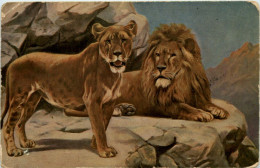 Löwen - Lions