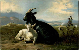 Ziegen - Goat - Otros & Sin Clasificación