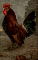Hahn - Chicken - Pájaros