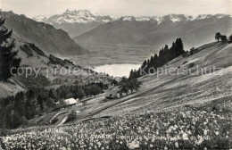 13569461 Les Avants Champ De Narcisses Et Dent Du Midi Les Avants - Sonstige & Ohne Zuordnung