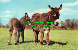 R520216 Donkeys. 1975 - World