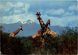 Giraffe With Mt. Kenya - Kenia