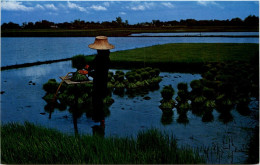 Thai Farmer - Thaïlande