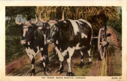 Nova Scotia - Ox Team - Sonstige & Ohne Zuordnung