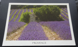 Provence - Photo L. Tailleux - Ascendant Sud, Mirabel-aux-Baronnies - Provence-Alpes-Côte D'Azur
