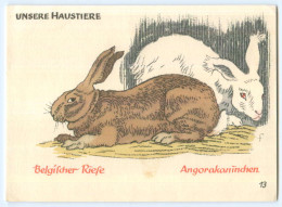 Y4996/ Belgischer Riese- Angora-Kaninchen AK Tierzucht Ca.1955 - Autres & Non Classés