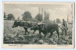 T2580/ Mazedonien Ochsenpflug Bauer Landwirtschaft AK 1917 - Macedonia Del Nord