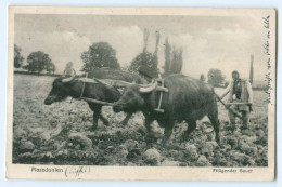 T2580/ Mazedonien Ochsenpflug Bauer Landwirtschaft AK 1917 - Noord-Macedonië