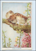 Y4528/ Young Sparrows  Vögel "Baby Bird Series"  AK Ca.1920  - Birds