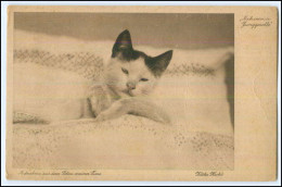 Y1921/ Käthe Hecht AK  Katze Im Bett   Ca.1920 AK - Perros