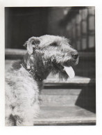 F6176/ Terrier Hund Schönes Foto Ca.1955-60   24 X 18 Cm - Non Classés