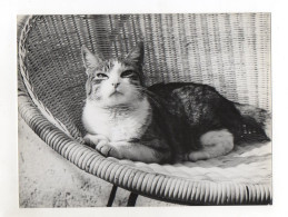 F6177/ Katze Im Korb Schönes Foto Ca.1960  24 X 18 Cm - Ohne Zuordnung