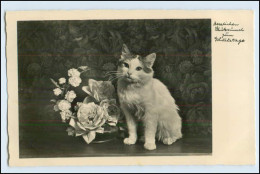 W5T85/ Geburtstag Katzen Foto AK Ca.1935 - Hunde