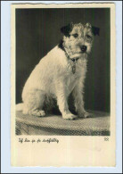 P3C17/ Hund Schöne Terrier Foto Ak Ca.1940 - Dogs