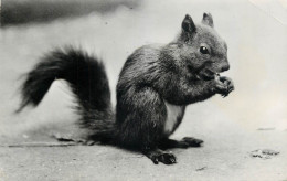 Postcard Switzerland Animal Squirrel Davos 1963 - Otros & Sin Clasificación