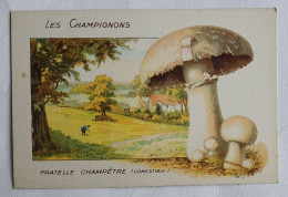 CHROMO CHAMPIGNON LES CHAMPIGNONS PRATELLE CHAMPETRE - Otros & Sin Clasificación