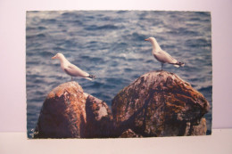 OISEAUX DE BRETAGNE  - GOELANDS  ARGENTES - Birds