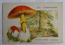 CHROMO CHAMPIGNON LES CHAMPIGNONS ORONGE VRAIE - Otros & Sin Clasificación