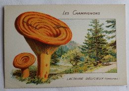 CHROMO CHAMPIGNON LES CHAMPIGNONS LACTAIRE DELICIEUX - Otros & Sin Clasificación