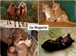 Wuppertal - Zoo - Wuppertal