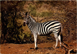 Zebra - Cavalli