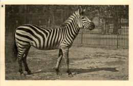 Zebra - Horses