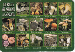 CALENDARIO DEL ESPAÑA DEL AÑO 2007 DE UNAS SETAS (CALENDRIER-CALENDAR) SETA-MUSHROOM-HONGO - Small : 2001-...