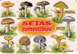 CALENDARIO DEL ESPAÑA DEL AÑO 2006 DE UNAS SETAS (CALENDRIER-CALENDAR) SETA-MUSHROOM-HONGO - Kleinformat : 2001-...