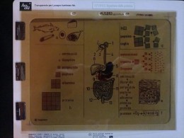 Lucido Trasparente Poster Anni 60 Hagemann Editrice La Scuola Biologia RARITÀ - Andere Pläne