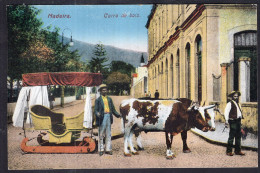 Portugal - Circa 1920 - Madeira - Oxen - Carro De Bois - Vaches
