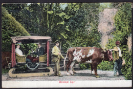 Portugal - Circa 1920 - Madeira - Oxen - Bullock Car - Koeien