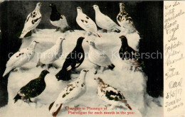 13309809 Juneau_Alaska Changes In Plumage Of Ptarmigan For Each Month In The Yea - Altri & Non Classificati