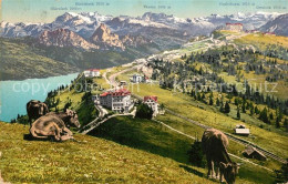 13308382 Rigi Staffel Und Rigi Kulm Berghotels Almvieh Kuehe Alpenpanorama Rigi  - Sonstige & Ohne Zuordnung