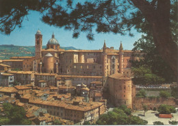 (PU) URBINO, PANORAMA - Cartolina Nuova - Urbino