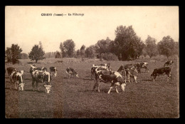 89 - CHARNY - VACHES AU PATURAGE - Charny