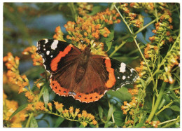 BUTTERFLY/PAPILLON VANESSA ATALANTA - Vlinders