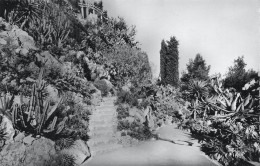 CPSM Jardin Exotique De Monaco       L2872 - Exotic Garden