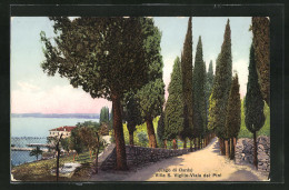 Cartolina San Vigilio, Lago Di Garda, Villa S. Vigilio - Viale Dei Pini  - Otros & Sin Clasificación