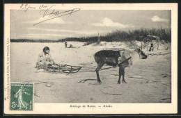 AK Alaska, Attelage De Renne  - Sonstige & Ohne Zuordnung