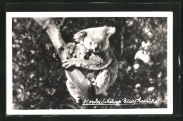 AK Koala-Bärin Mit Ihrem Jungen  - Autres & Non Classés