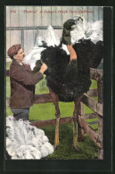 AK Plucking At Cawston Ostrich Farm, California, Strauss Wird Gerupft  - Pájaros