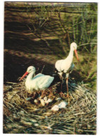 3D-AK 2 Storche Im Nest Mit Eiern  - Photographs