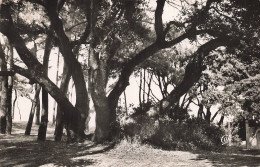 85  L ILE DE NOIRMOUTIER LE BOIS - Ile De Noirmoutier