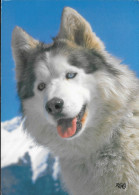 THEME CHIEN LE HUSKY - CARTE DE 1996 DES EDITIONS EDY A CHAMBERY SAVOIE, VOIR LE SCANNER - Hunde