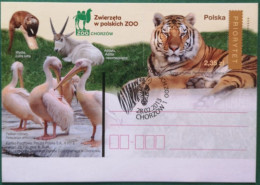 Polen Bildpostkarte 2013 Zoo Chorzow Mit Pelikan Tiger SSt Zebra - Nuevos