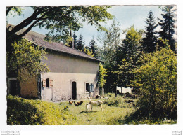 88 Vieille Ferme Vosgienne VOIR ZOOM Chèvre Et Son Petit Lessive étendue Poule - Andere & Zonder Classificatie