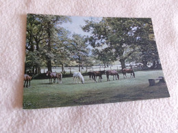 BELLE CARTE "NEW FOREST PONIES"....FLAMME PORTSMOUTH - Paarden