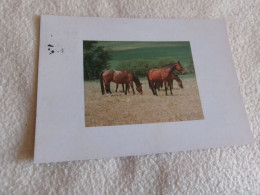 BELLE CARTE "CHEVAUX AU PATURAGE"..CACHET ANDENNE BELGIQUE 1997 - Horses