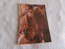 BELLE CARTE "BEAUX CHEVAUX ".. - Cavalli