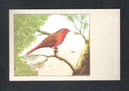 VOGEL - OISEAU - ZONNEASTRILD-  SLUIS N° 16   (13.603) - Birds